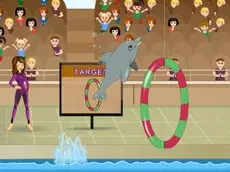 My Dolphin Show