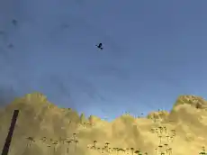 Toucan Shooter